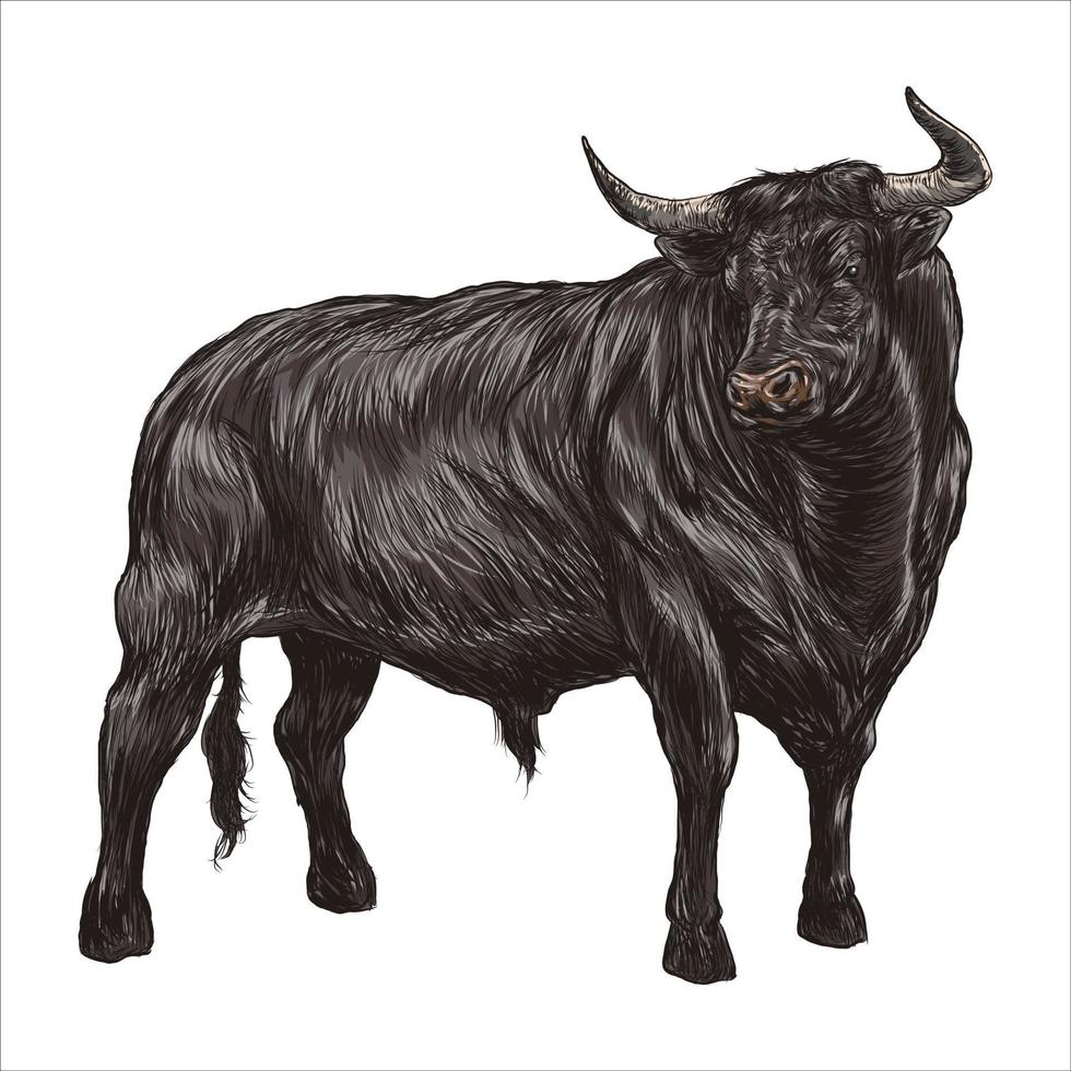ilustração vetorial de esboço desenhado à mão vintage de touro vetor