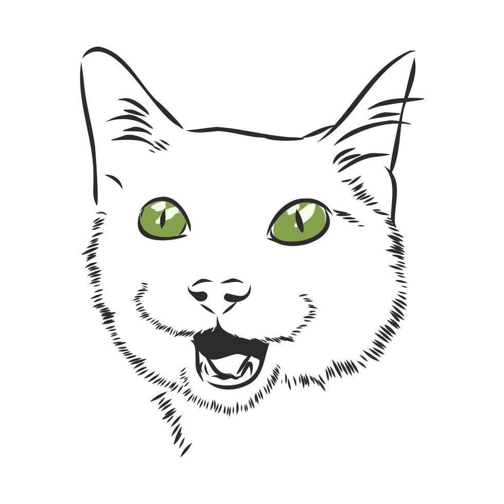 desenho vetorial de gato vetor