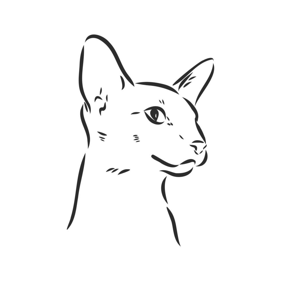 desenho vetorial de gato vetor