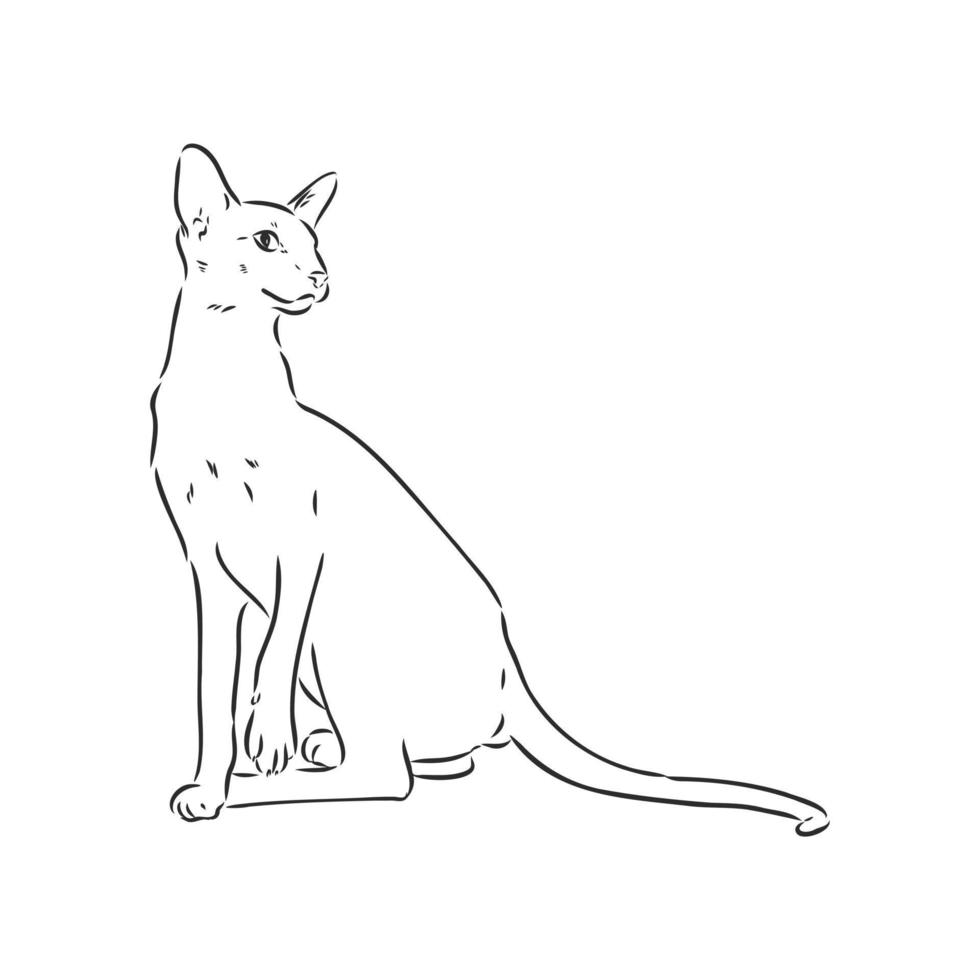 desenho vetorial de gato vetor