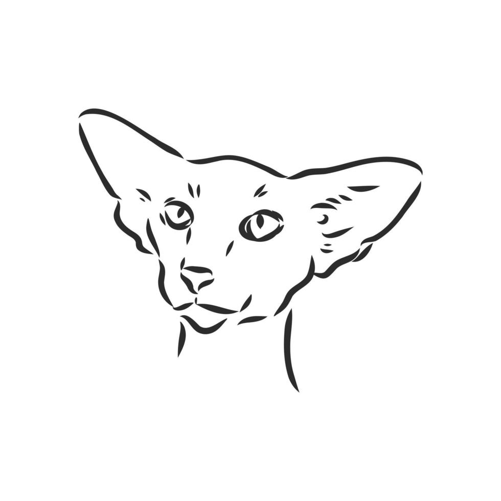 desenho vetorial de gato vetor