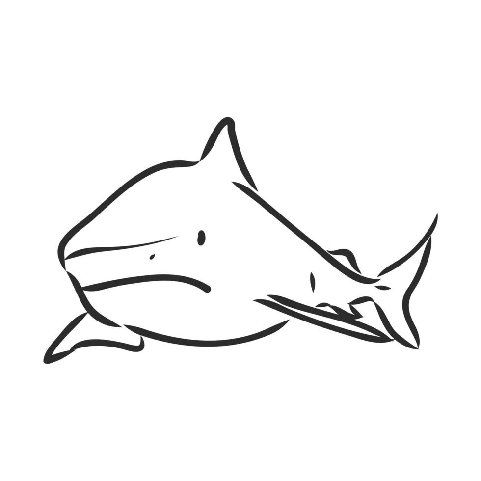 desenho vetorial de tubarão vetor