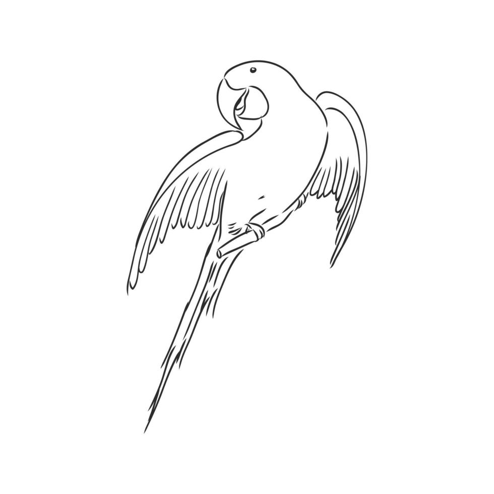 desenho vetorial de papagaio vetor