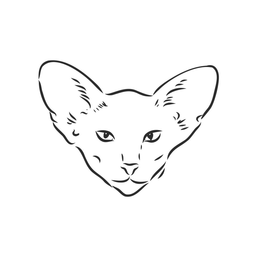 desenho vetorial de gato vetor