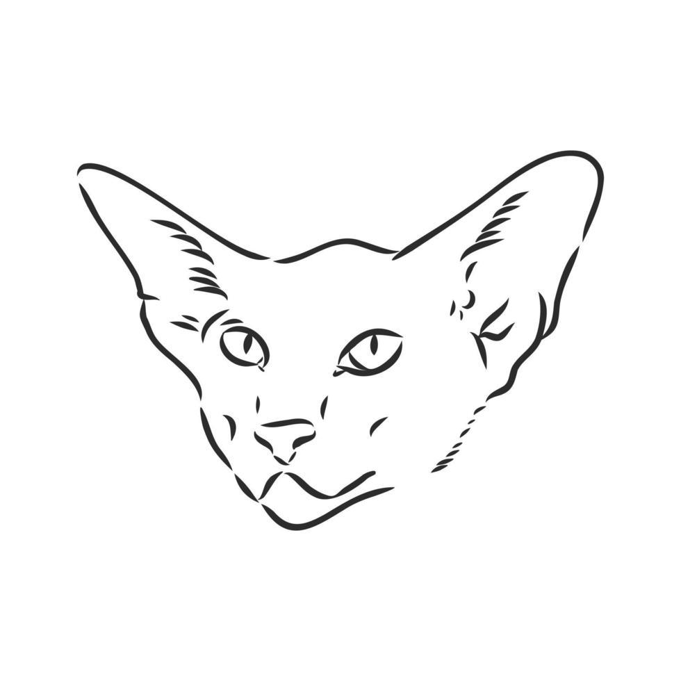 desenho vetorial de gato vetor