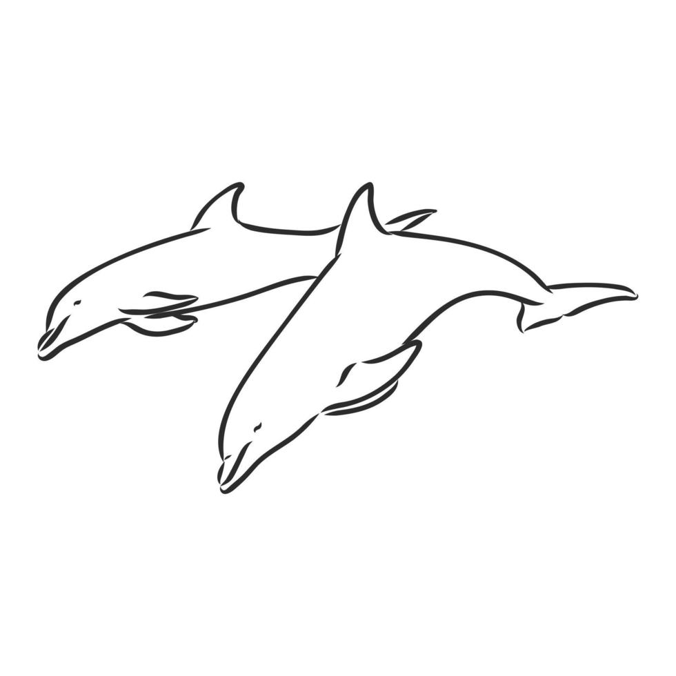 desenho vetorial de golfinho vetor