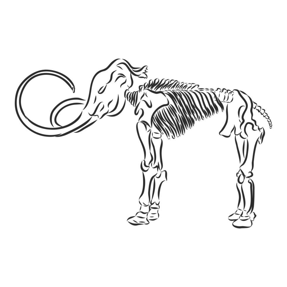 desenho vetorial de esqueleto de mamute vetor