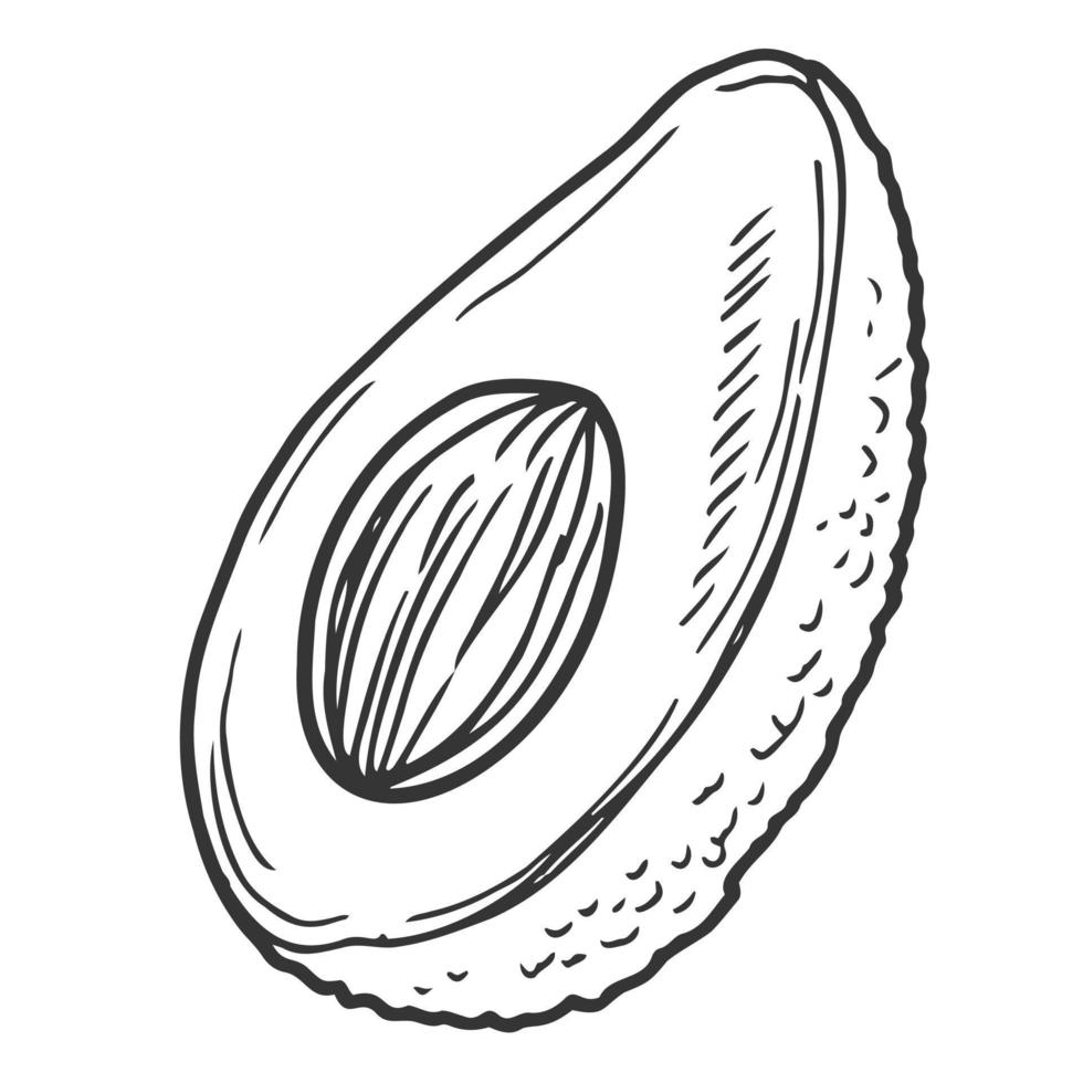 ícone de vetor meio abacate. esboço desenhado de mão de frutas tropicais de verão. fatia de abacate com uma semente redonda. comida saudável fresca, contorno vegetal exótico. ilustração botânica isolada em branco