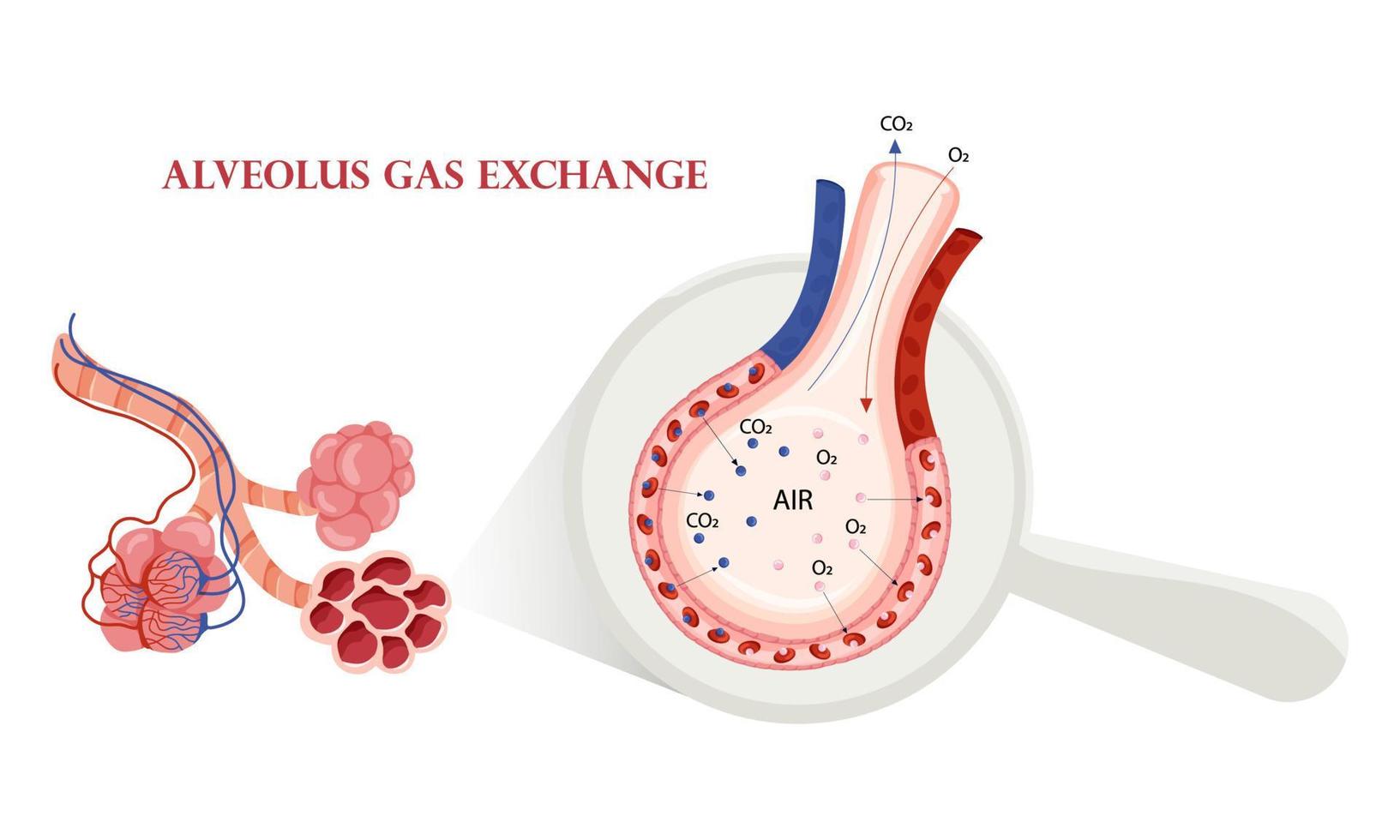 troca de oxigênio e dióxido de carbono nos alvéolos pulmonares vetor