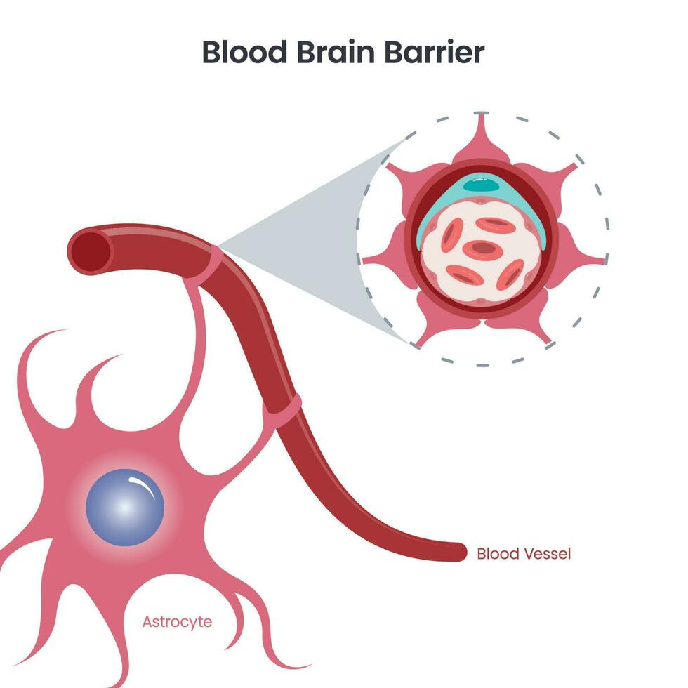 ilustração em vetor ciência barreira hematoencefálica