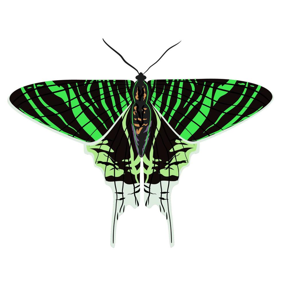 a borboleta tropical urania leilus, a verde-faixada, é uma mariposa diurna da família uraniidae vetor