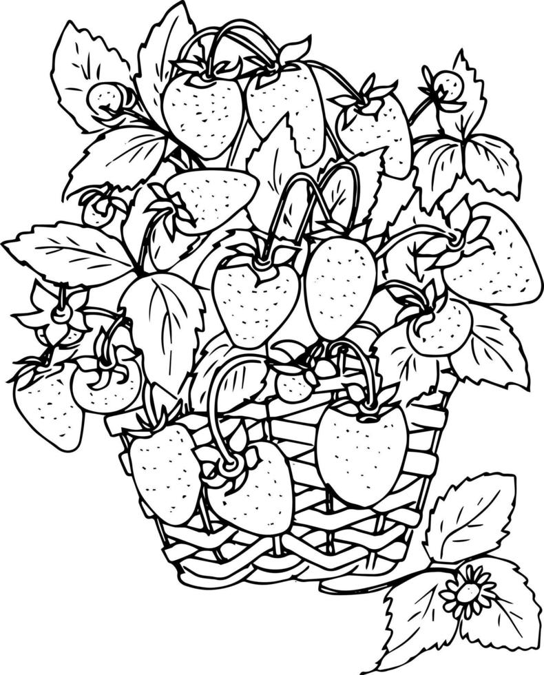 bagas em uma cesta. morangos, groselhas, framboesas. ilustração do doodle, livro de colorir para adultos e crianças. vetor