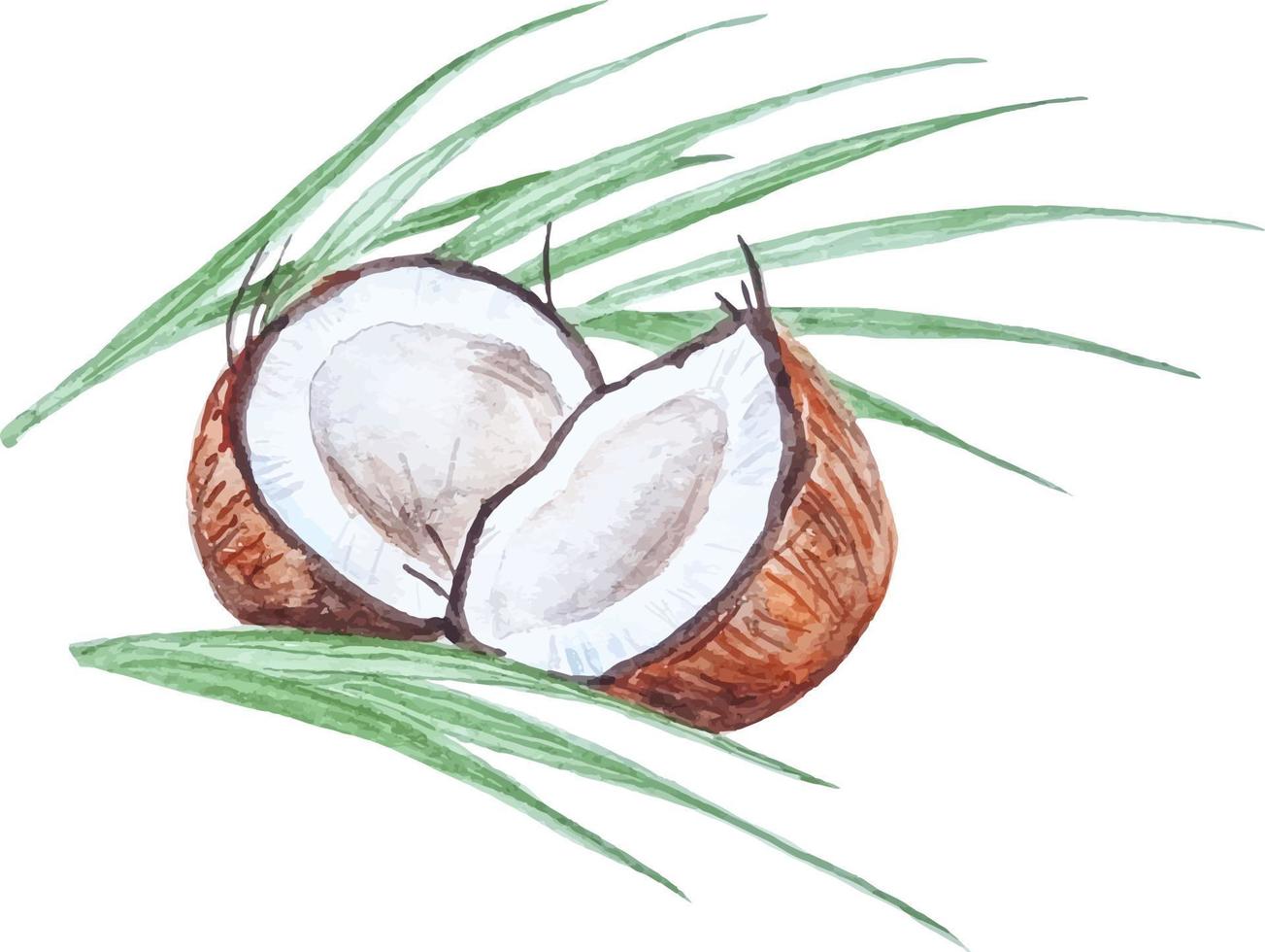 duas metades cocos composição em aquarela frutas exóticas clipart vetor