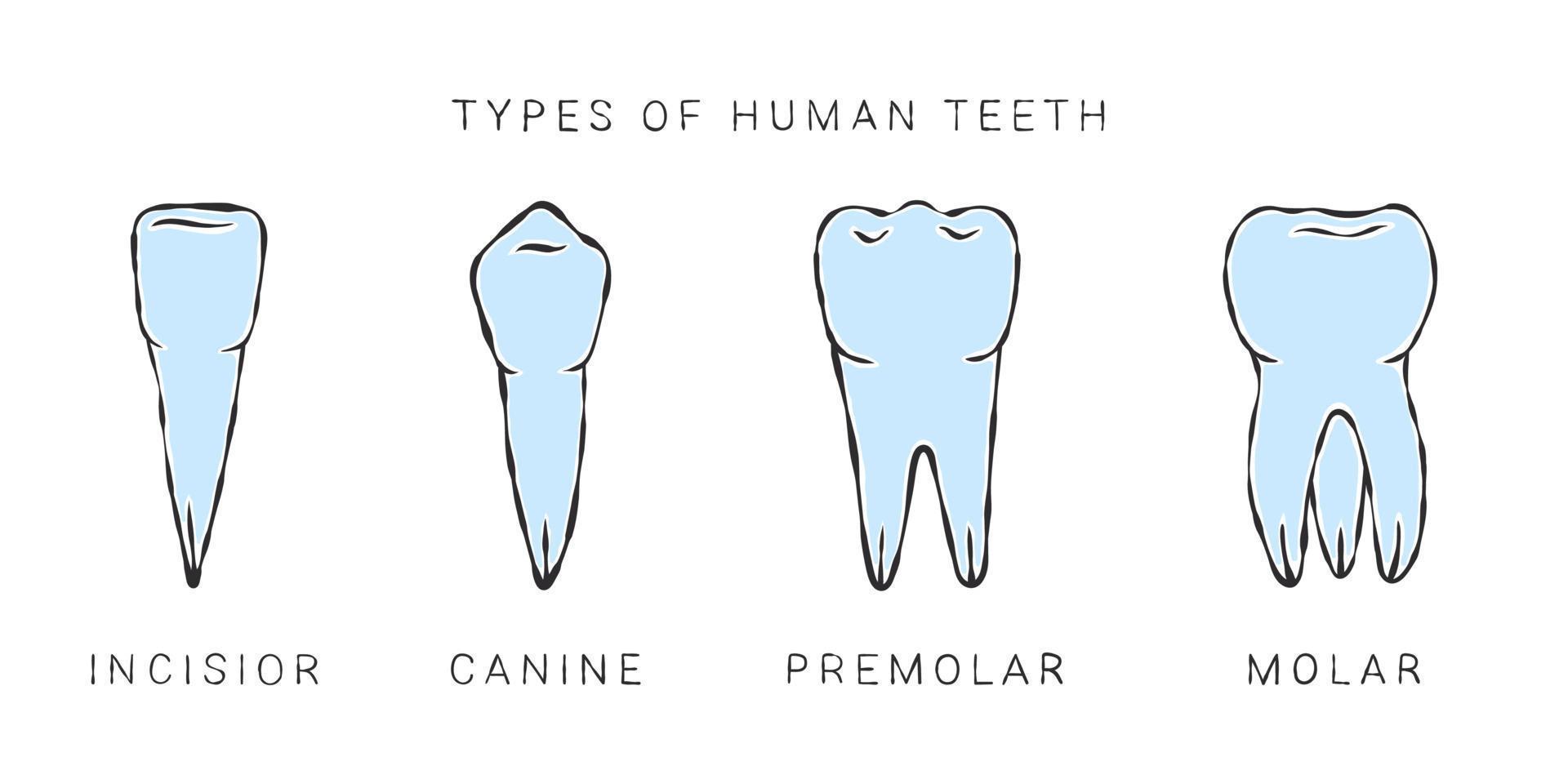 tipos de dentes humanos. desenho de estilo de esboço. infográficos em odontologia. ilustração vetorial vetor