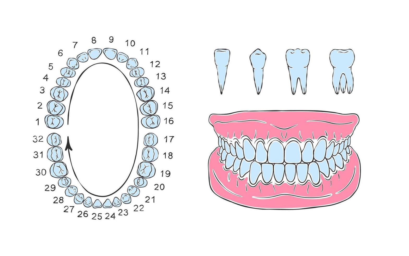 anatomia da mandíbula do dente humano. desenho de estilo de esboço. infográficos em odontologia. ilustração vetorial vetor