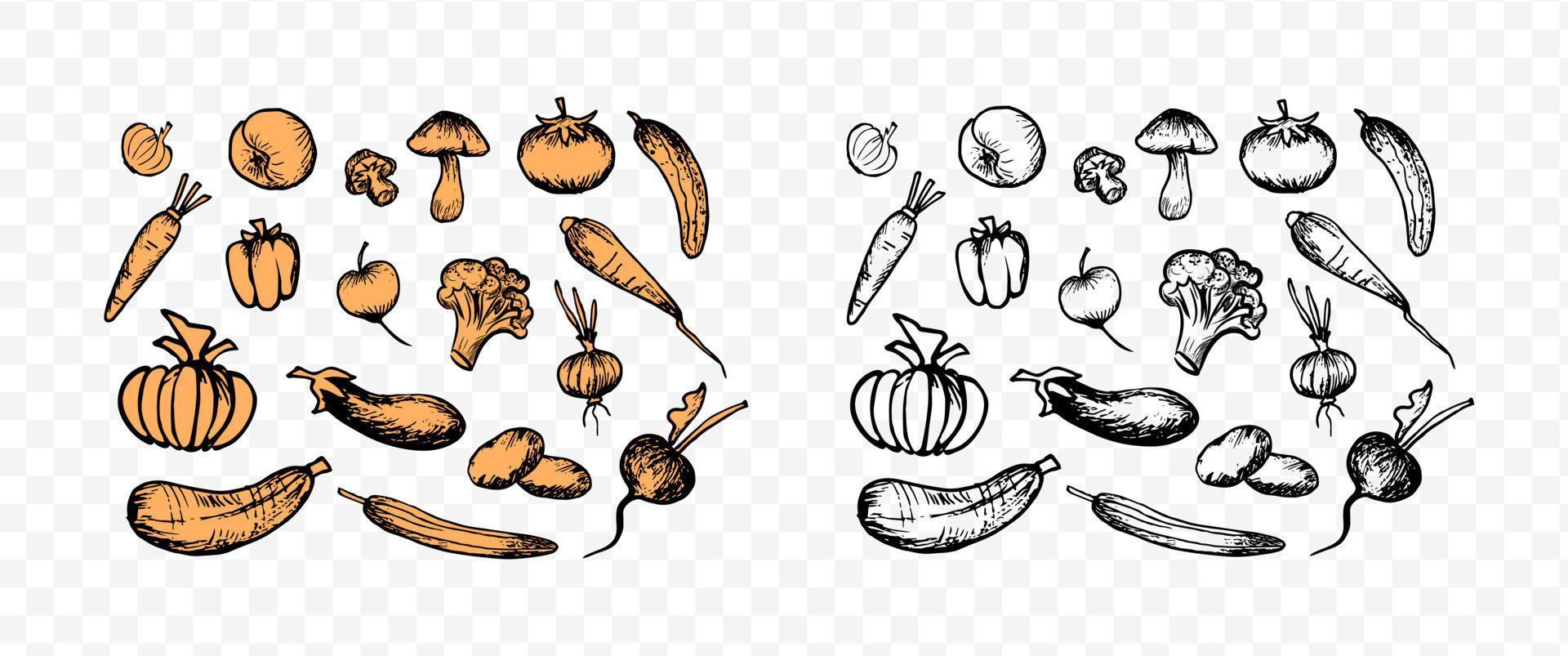 conjunto de vegetais esboçados, com preenchimento de cor e delineado. vários vegetais de doodle de caneta, pacote de design de mercearia, clipart. elementos desenhados à mão para impressões vetor