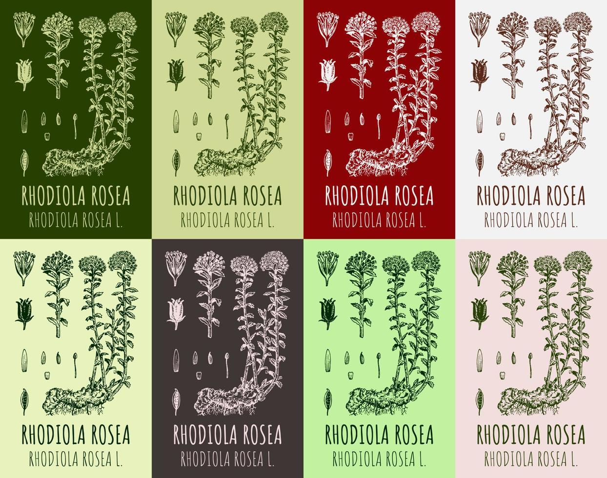 conjunto de desenhos vetoriais rhodiola rosea em cores diferentes. mão desenhada ilustração. nome latino rhodiola rosea l. vetor