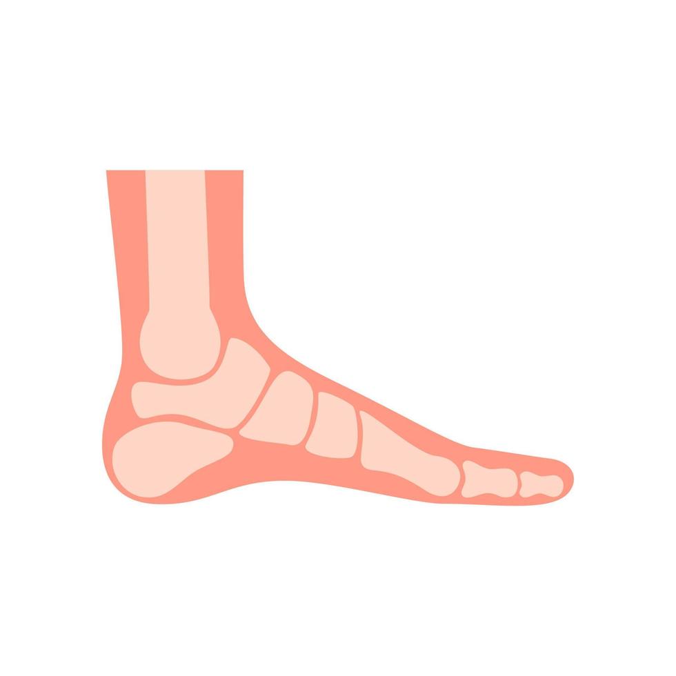 pé humano de silhueta com ossos, perna ortopédica, pés saudáveis. pé normal, pé plano. supinação e pronação. ilustração vetorial vetor
