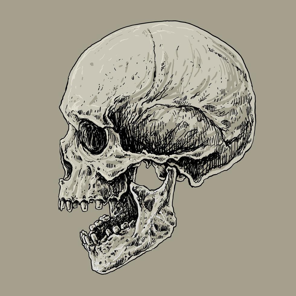 ilustração de desenho de ossos de crânio humano vetor