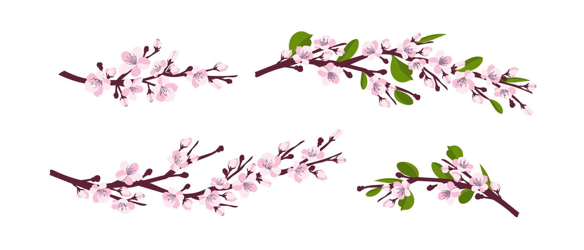 Flor de cerejeira. um conjunto de galhos com flores de cerejeira isoladas em um fundo branco. sakura japonesa. ilustração vetorial vetor