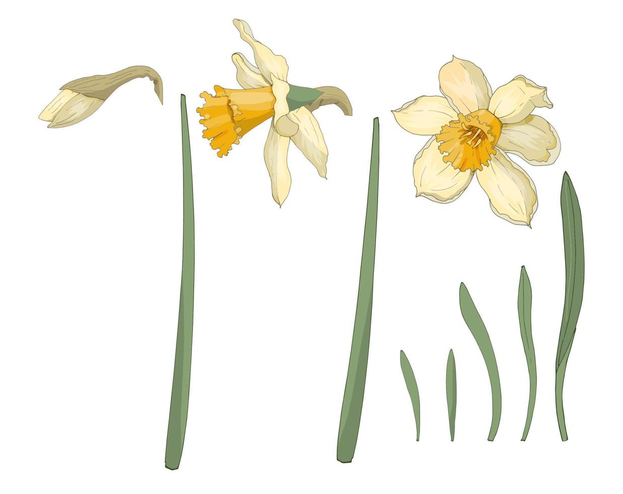 narciso. fechar-se. flores da primavera. conjunto de flores, folhas, broto de narciso. imagem multicolorida. elemento de decoração. ilustração vetorial. vetor