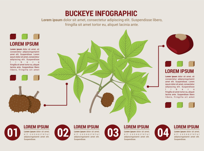 infográfico de buckeye vetor