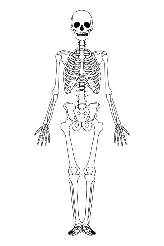 ilustração delineada esqueleto. esqueleto humano preto isolado. anatomia dos ossos humanos. vetor