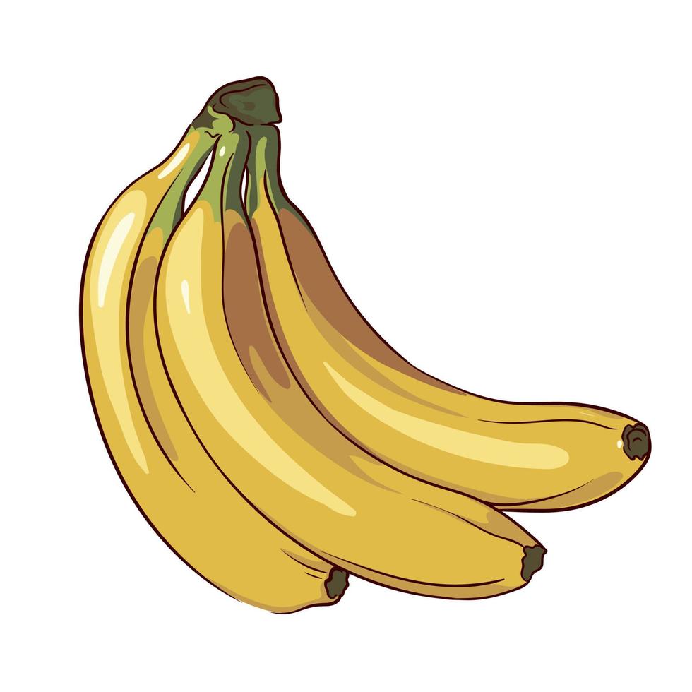 bananas maduras desenhadas à mão isoladas no fundo branco, cacho de bananas de perto vetor