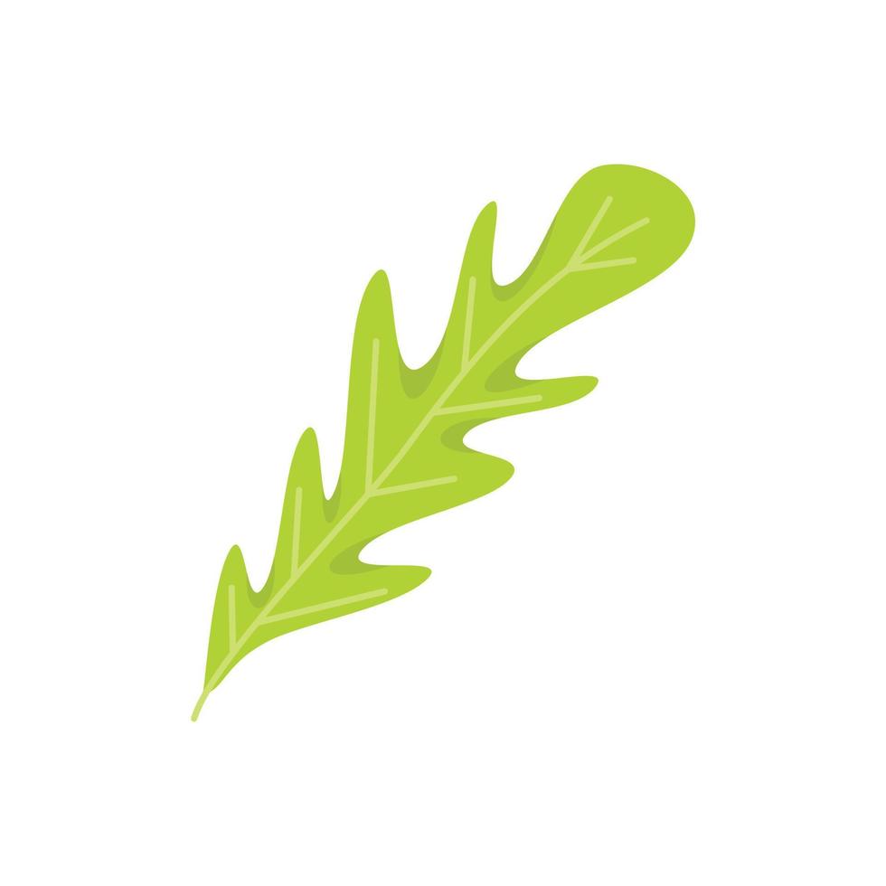 vetor plano de ícone de folha de rúcula. salada de rúcula