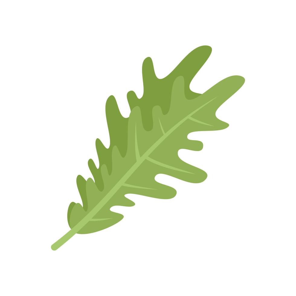 vetor plano de ícone de erva de rúcula. salada de rúcula