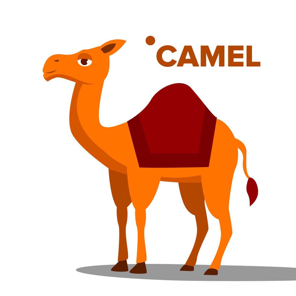vetor de camelo. animal engraçado isolado ilustração plana dos desenhos animados