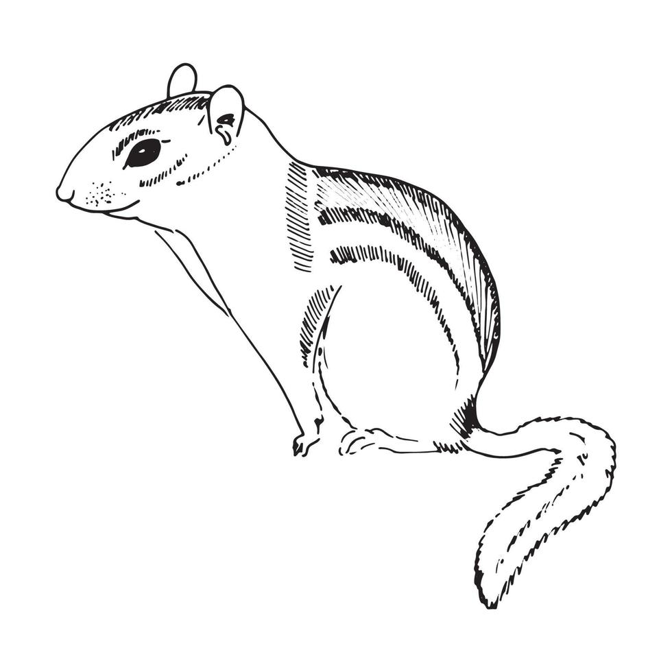 esquilo desenhado à mão. ilustração vetorial preto e branco no estilo de desenho vetor