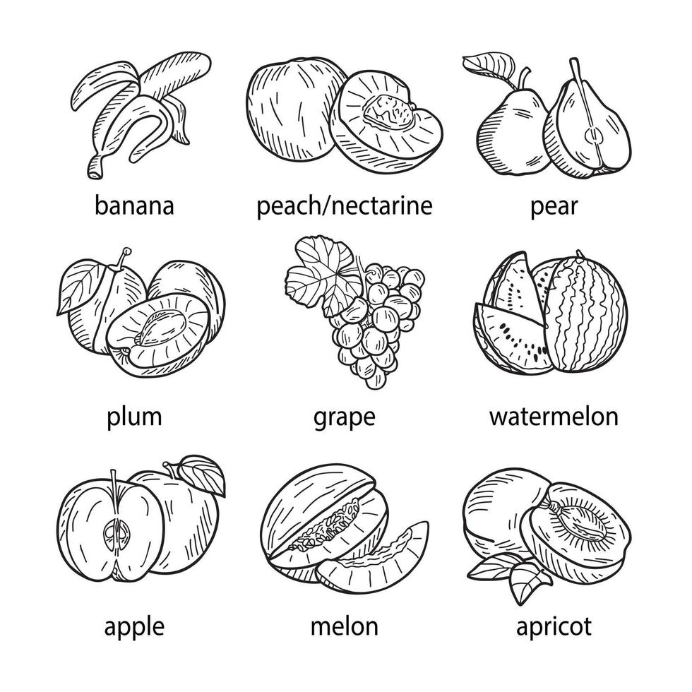 ilustração em vetor desenhado à mão de um conjunto de frutas.
