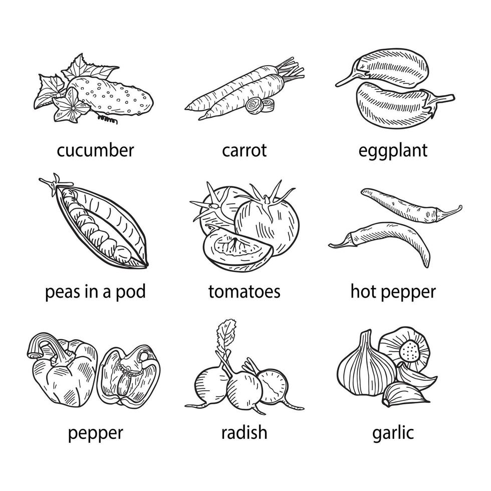 ilustração em vetor desenhado à mão de um conjunto de vegetais.