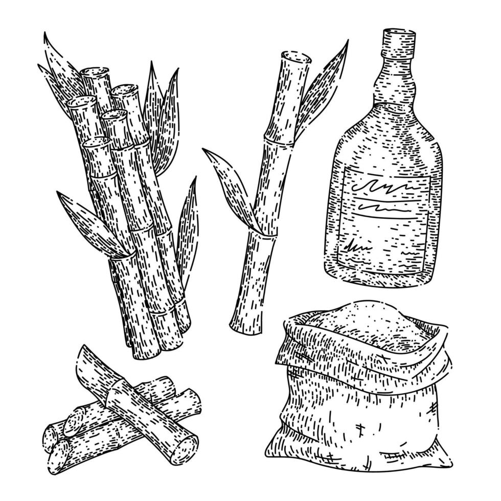 conjunto de cana-de-açúcar esboço desenhado à mão vetor