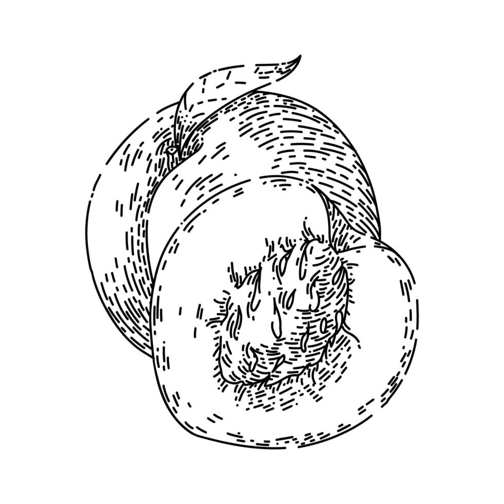 vetor desenhado à mão de esboço de pêssego de fruta