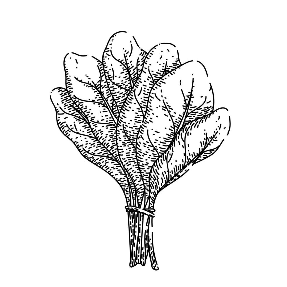 folha de espinafre esboço verde vetor desenhado à mão