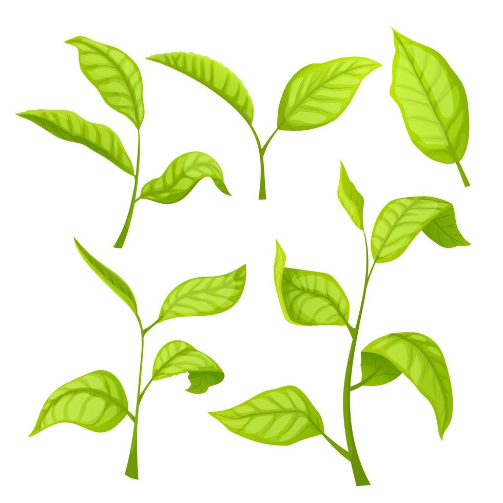 conjunto de folhas verdes de chá ilustração vetorial dos desenhos animados vetor