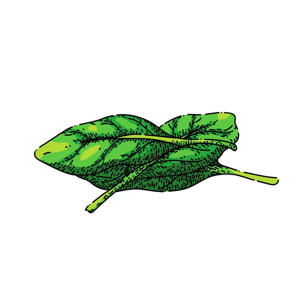 folha de espinafre esboço verde vetor desenhado à mão