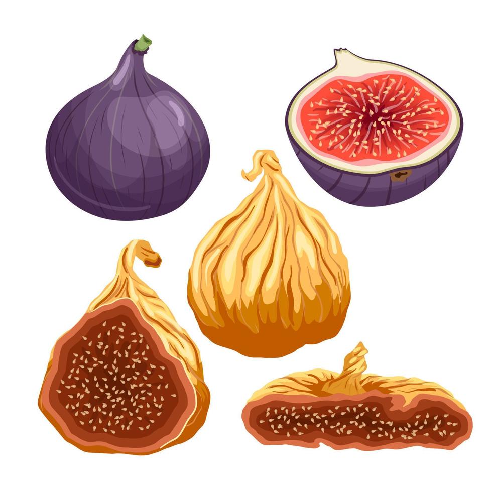 ilustração em vetor de desenho animado conjunto fresco de fruta figo