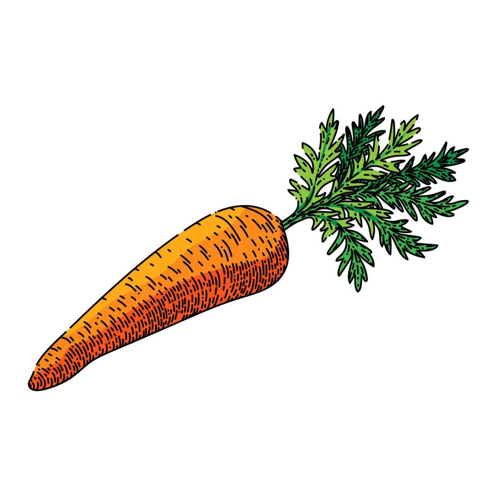desenho de planta de cenoura vetor desenhado à mão
