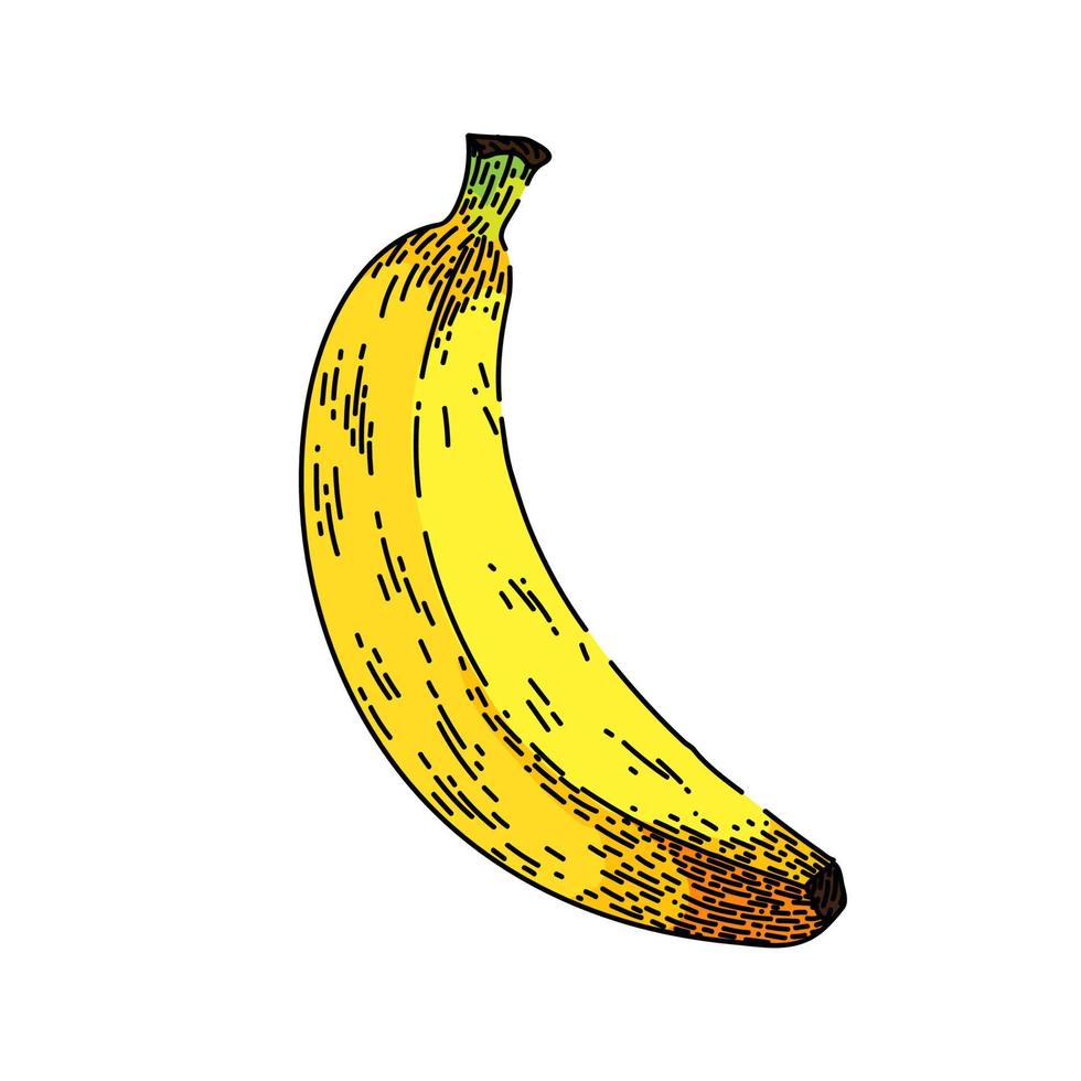 vetor desenhado à mão de esboço de fruta banana