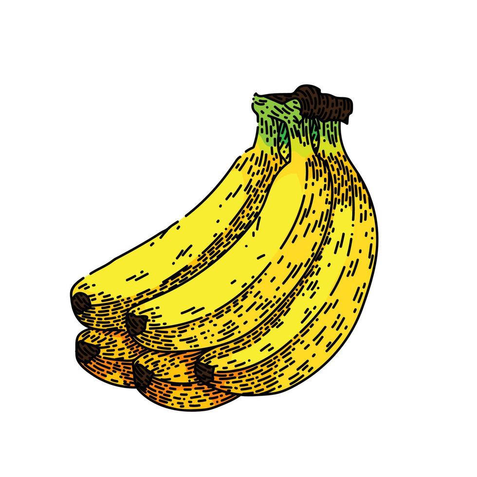desenho de cacho de banana vetor desenhado à mão