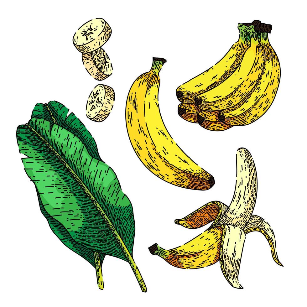 conjunto de frutas banana esboço desenhado à mão vetor