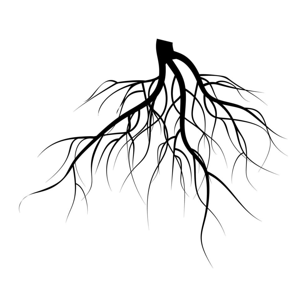 conjunto de vetores de raízes subterrâneas de árvore. ilustração isolada no fundo branco