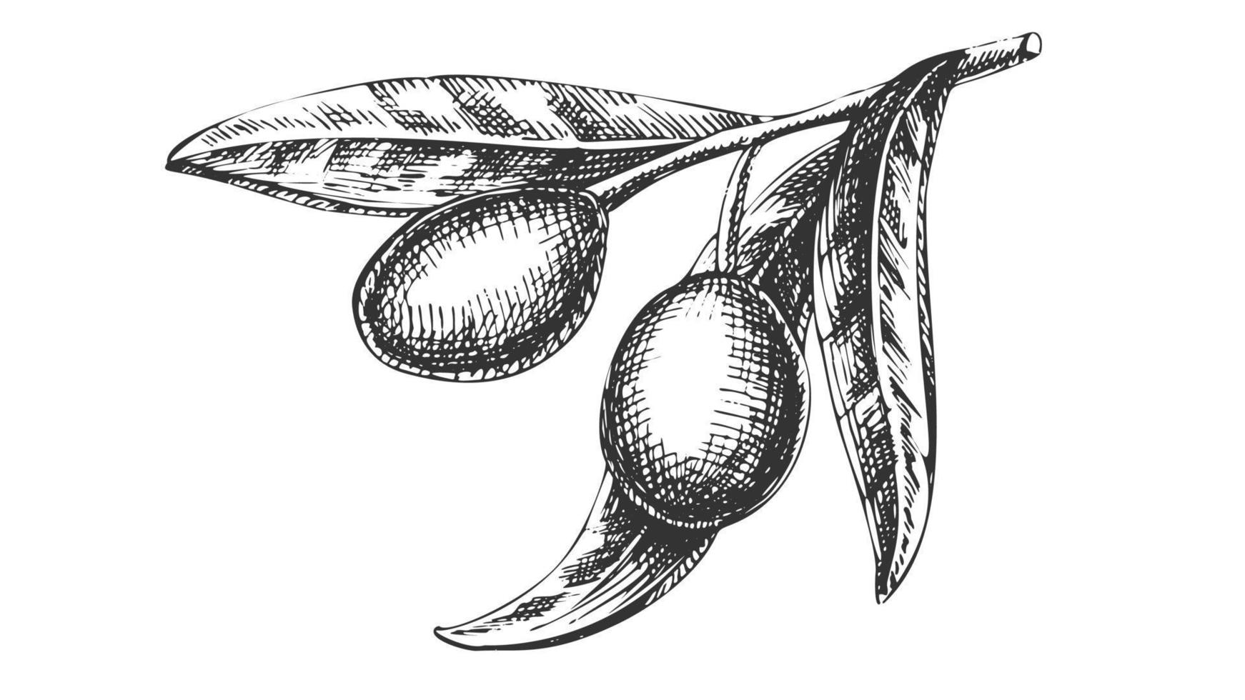 vetor desenhado à mão de ramo de oliveira de nutrição orgânica