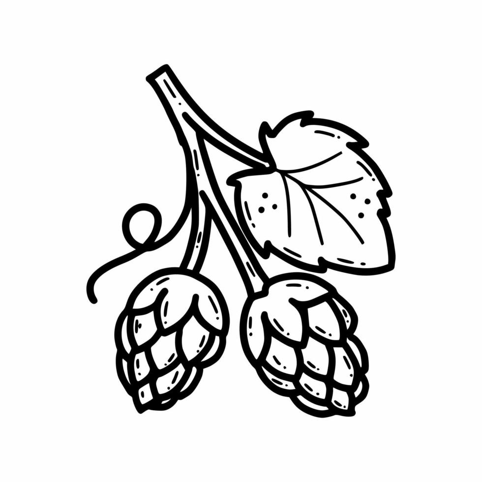 lúpulo. ilustração em vetor doodle. cone. retrato falado. planta para fazer cerveja.