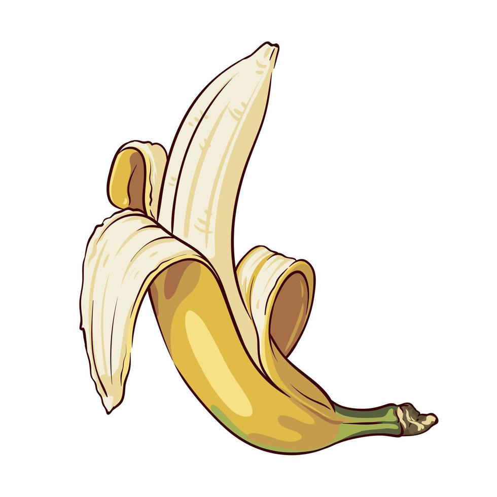 banana aberta fechada isolada no fundo branco, desenho manual botânico, ilustração vetorial de frutas vetor