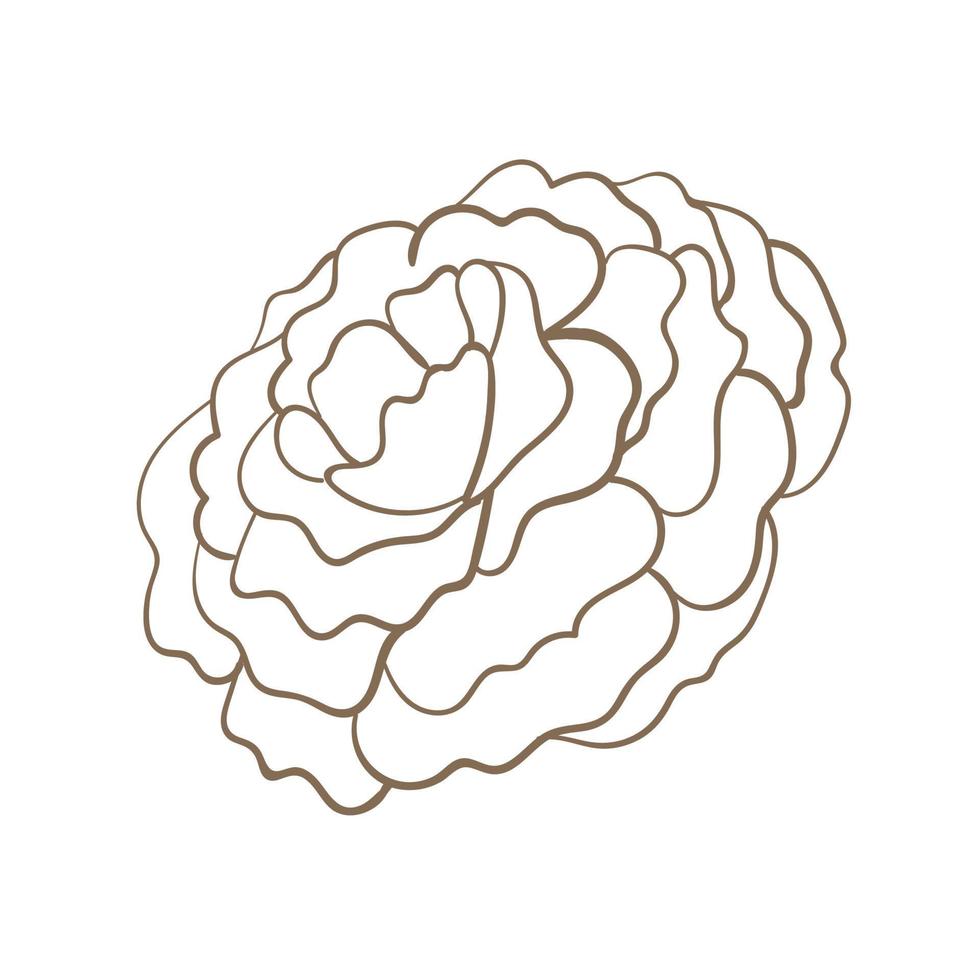 doodle de arte de linha de flor abstrata botânica floral. elementos de design de contorno isolados no fundo, ilustração vetorial vetor