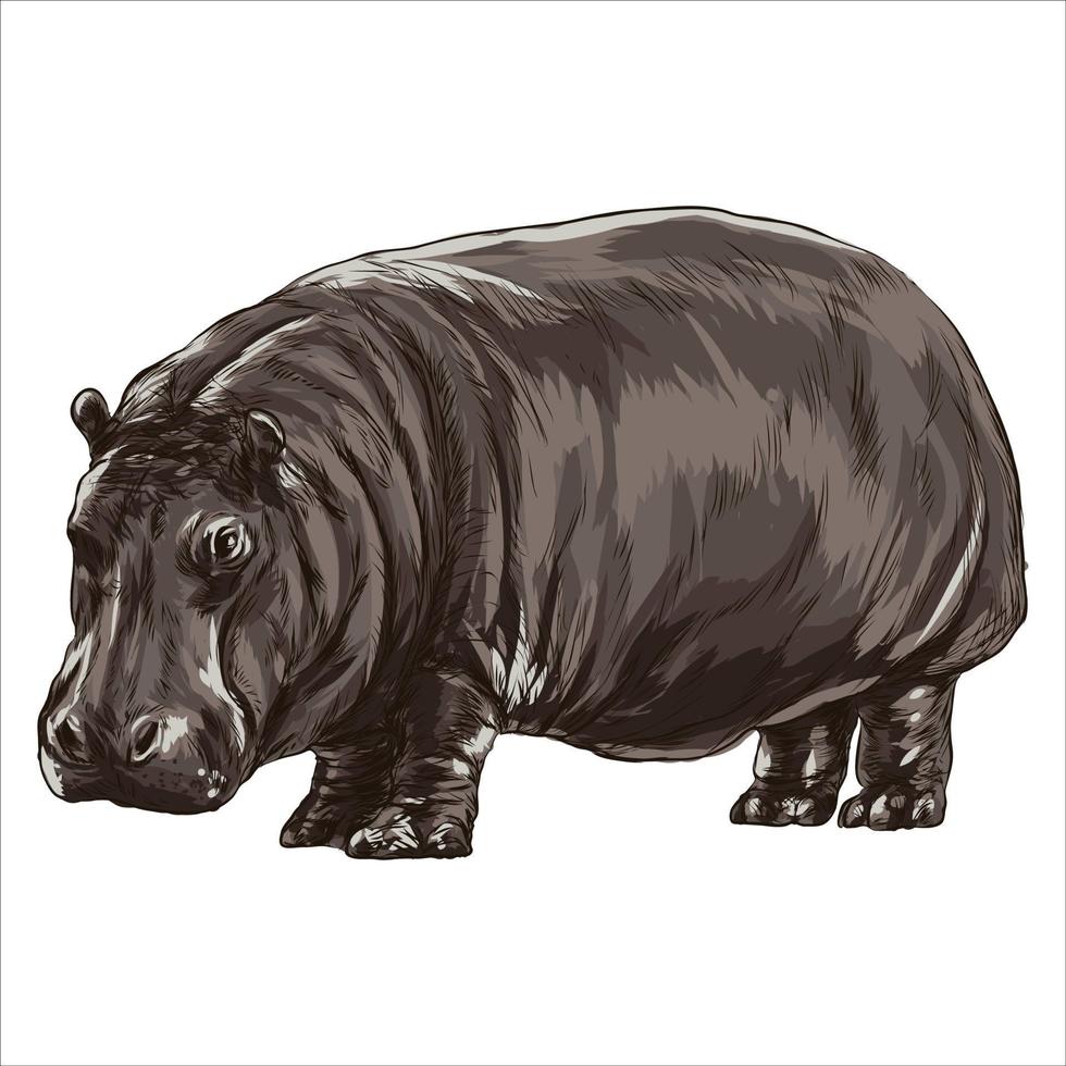 hipopótamo, desenho colorido, realista. ilustração vetorial de tintas vetor